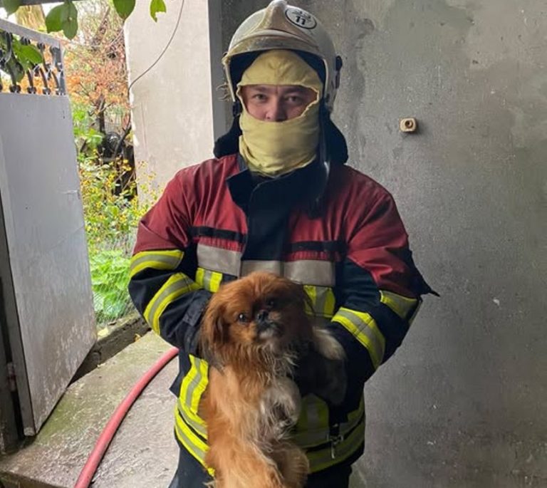 У місті Сарата рятувальники врятували домашню тварину з вогняного палаючого житла