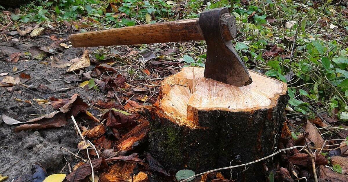 В Одесі без погодження зрізали два клени — особі, яка це зробила, надіслали платіжну вимогу на кілька тисяч гривень