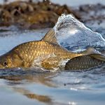 Від 1 листопада на Одещині й Миколаївщині вводять заборону риболовлі у зимувальних ямах